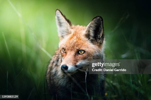 fox portrait, wildlife, precious animals, magic animals - national geographic stock pictures, royalty-free photos & images