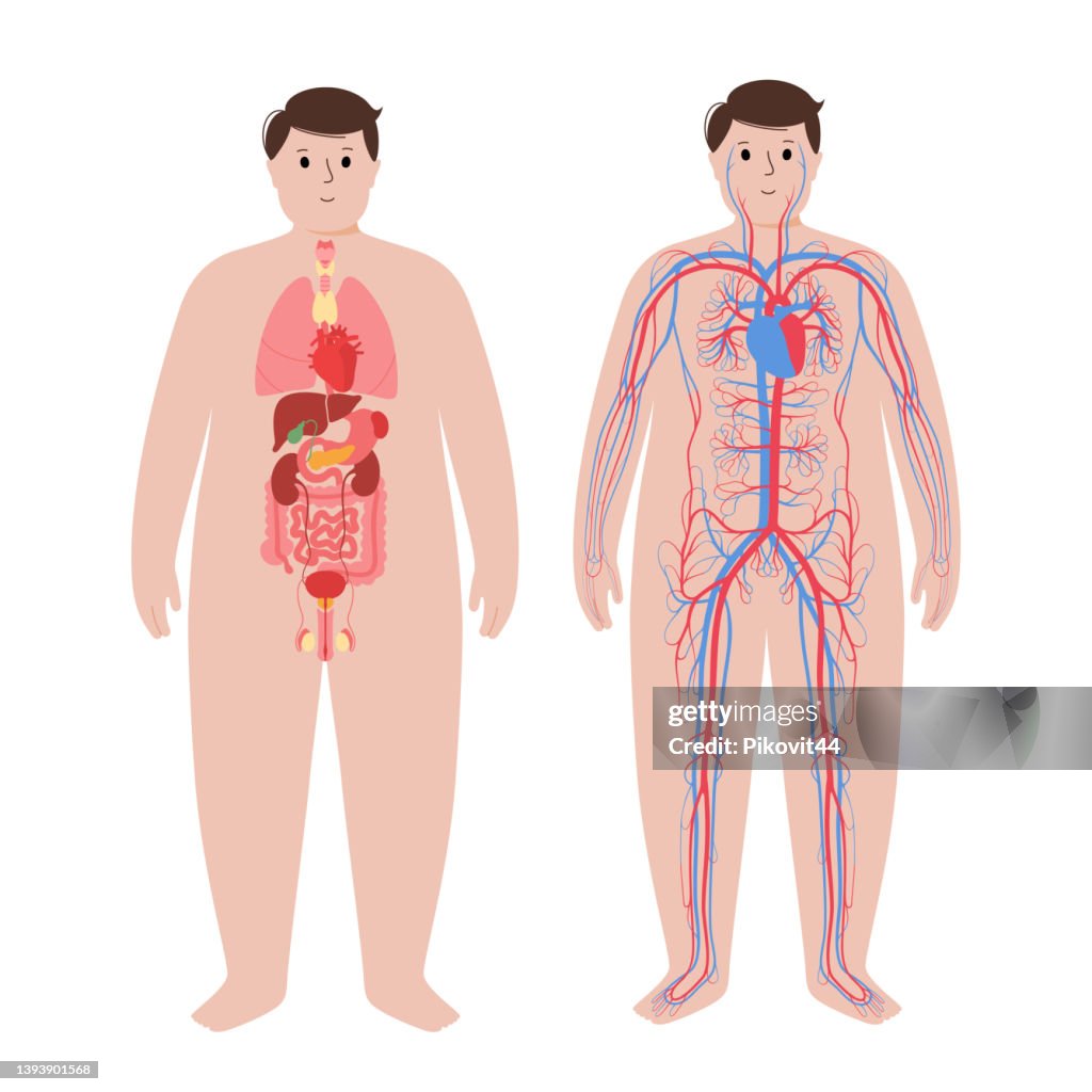 Circulatory system concept