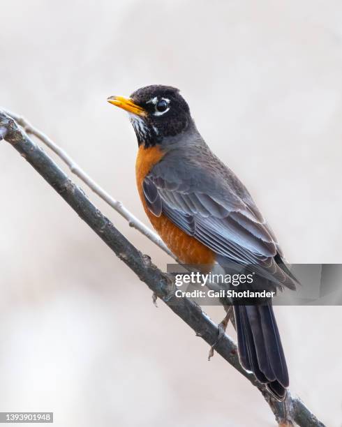 american robin - american robin stock pictures, royalty-free photos & images