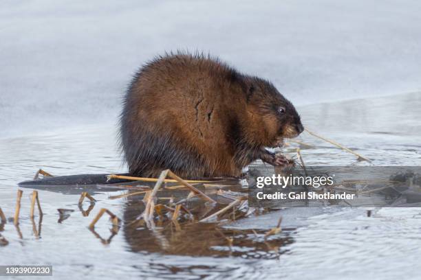 muskrat - muskrat stockfoto's en -beelden