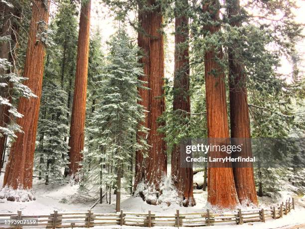 riesenmammutbäume mit frisch gefallenem schnee bedeckt - giant sequoia stock-fotos und bilder