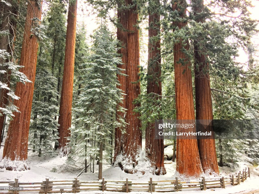 Sequoias gigantes cobertas de neve recém-caída