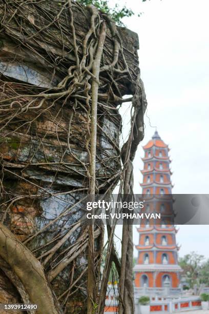 tree roots growing on an early 14th century old ruin against a newly built tower in the background at hoang phuc pagoda in quang binh, central vietnam - banyan tree stockfoto's en -beelden