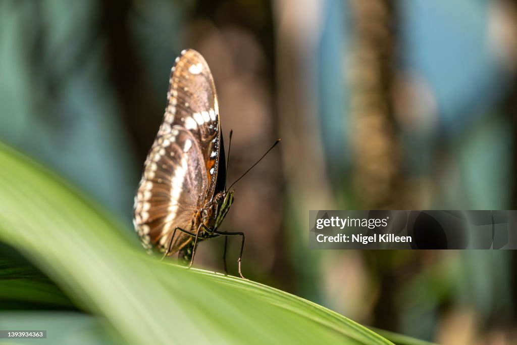 Cruiser Butterfly (Vindula arsinoe)