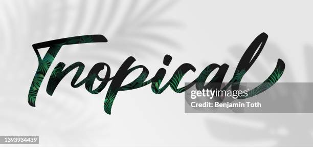 tropisches poster mit palmblättern - coconut leaf stock-grafiken, -clipart, -cartoons und -symbole