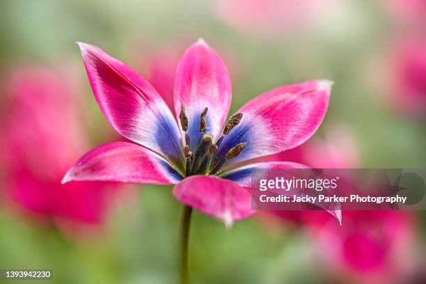 spring pink tulip flowers of tulipa humilis 'little beauty' in soft sunshine - botanical stockfoto's en -beelden