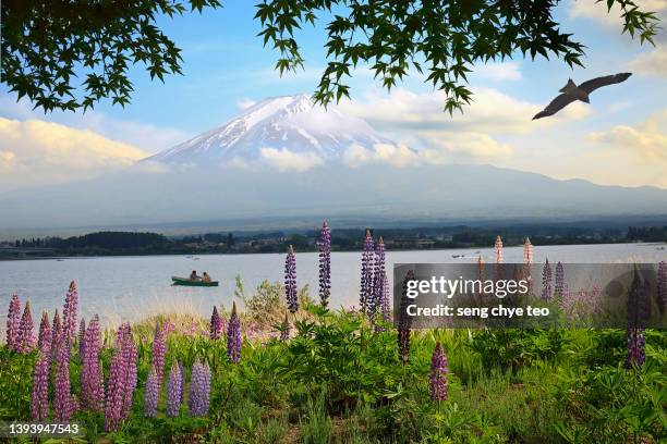 fuji mountain in summer - lake kawaguchi imagens e fotografias de stock