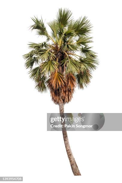 sugar palm tree against isolated and white background, clipping path - palmera abanico fotografías e imágenes de stock