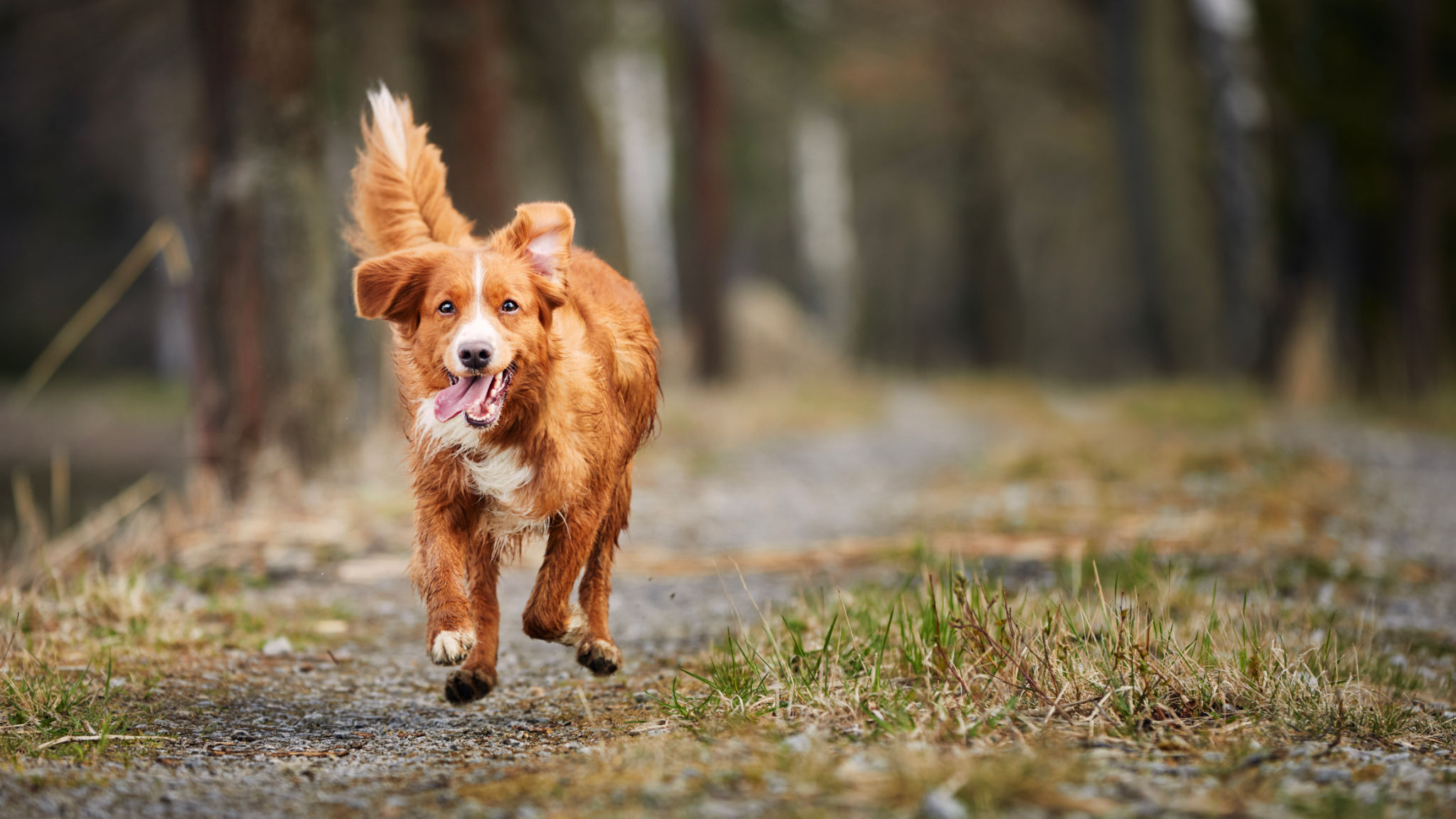 dog friendly trail