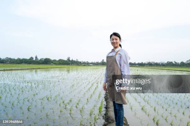 observe the growth of the seedlings - farmers work at rice farm stock pictures, royalty-free photos & images