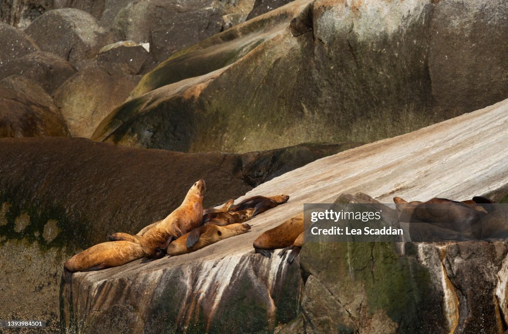 Steller Sea Lions resting on the rocks