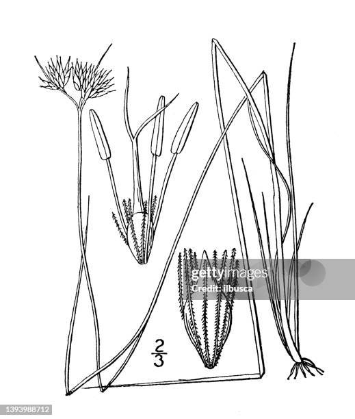 antique botany plant illustration: rynchospora alba, white beaked rush - sedge stock illustrations