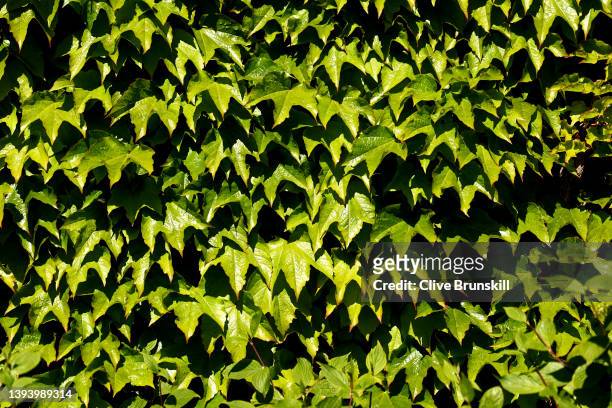 Detailed view of the ivy wall outside Centre Court at The All England Lawn Tennis and Croquet Club on April 26, 2022 in London, England.