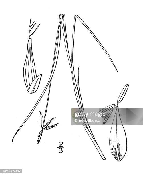 antique botany plant illustration: carex pauciflora, few flowered sedge - carex grass stock illustrations