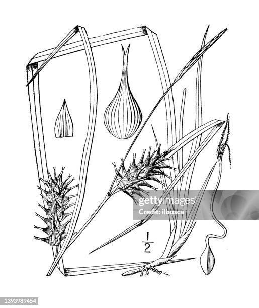 antique botany plant illustration: carex louisianica, louisiana sedge - carex grass stock illustrations