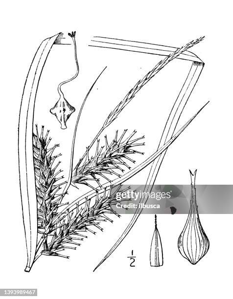 antique botany plant illustration: carex lupuliformis, hop-like sedge - carex stock illustrations