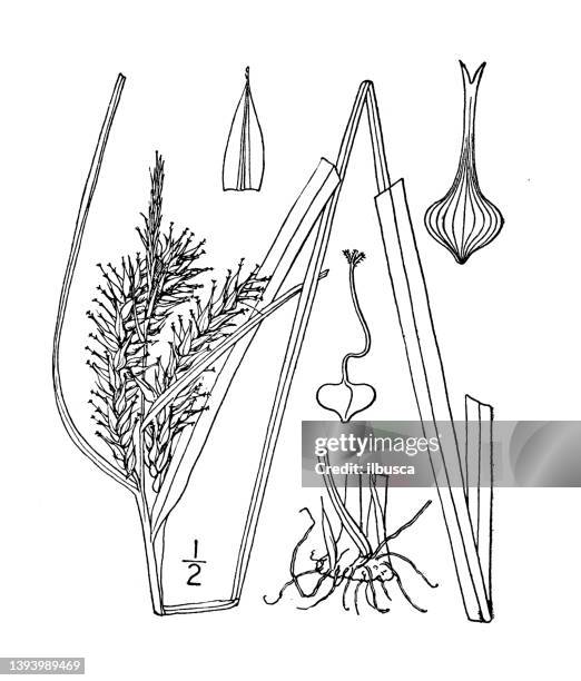 antique botany plant illustration: carex grandis, large sedge - carex grass stock illustrations