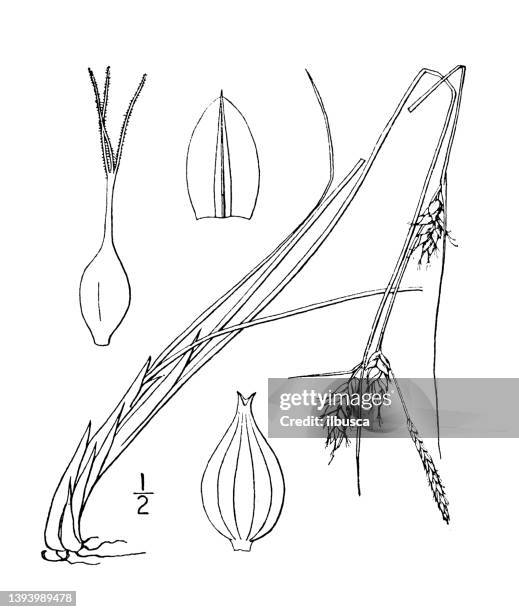 antique botany plant illustration: carex oligosperma, few seeded sedge - carex grass stock illustrations