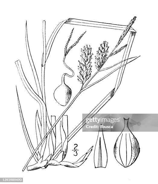 antique botany plant illustration: carex raeana, rae's sedge - carex stock illustrations