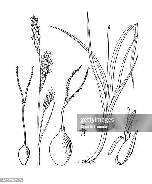 antique botany plant illustration: carex saxatilis, russet sedge - carex grass stock illustrations
