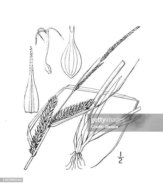 antique botany plant illustration: carex utriculata, bottle sedge - carex grass stock illustrations