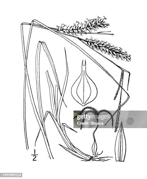 antique botany plant illustration: carex monile, necklace sedge - carex grass stock illustrations