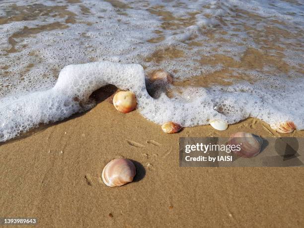 seashells at the water's edge with wave coming in, full frame - sea shell stock-fotos und bilder