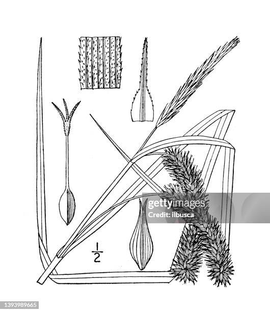 stockillustraties, clipart, cartoons en iconen met antique botany plant illustration: carex pseudo-cyperus, cyperus-like sedge - papyrusriet