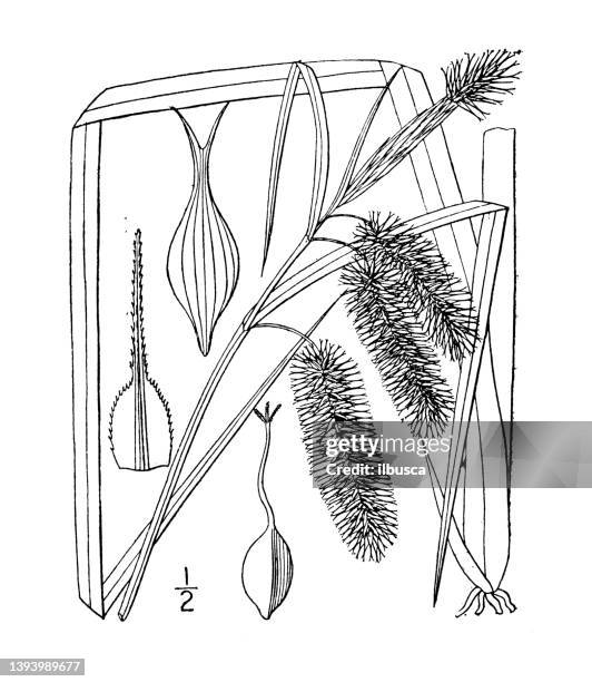 antique botany plant illustration: carex comosa, bristly sedge - carex stock illustrations