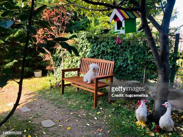 the maltese dog is sitting on the wooden bench the trees with the bird’s house and animal sculpture in the house’s garden - garden bench stock pictures, royalty-free photos & images