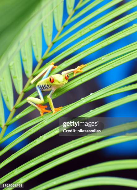 red-eyed tree frog facing camera, costa rica - tree frog stock pictures, royalty-free photos & images