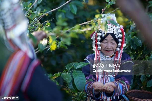 farmer harvesting coffee beans - asian tribal culture stock pictures, royalty-free photos & images