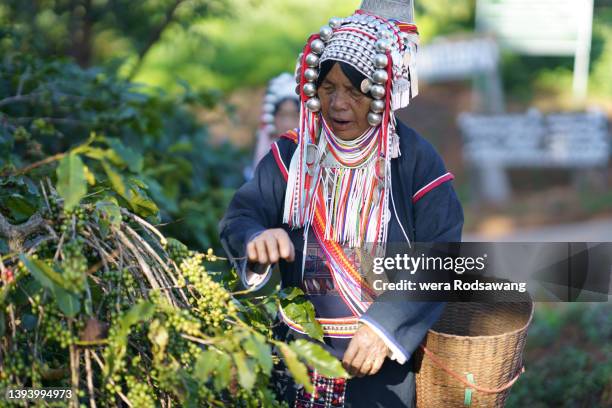 ripe coffee bean harvest season - akha woman stock pictures, royalty-free photos & images