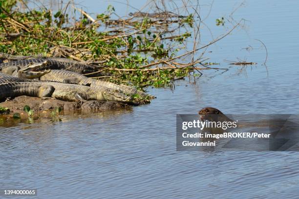 giant otter (pteronura brasiliensis) with captured fish in its mouth in front of resting yacare caimans (caiman yacare), pantanal, mato grosso, brazil - giant otter stock-fotos und bilder