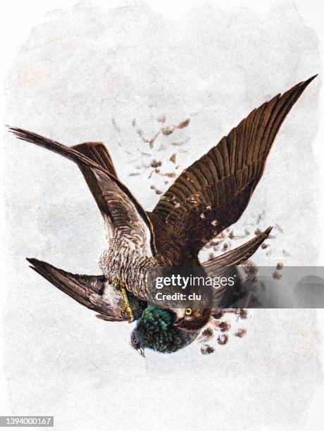 birds in a life and death fight - hawk bird stock illustrations