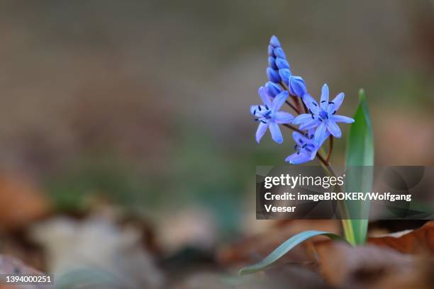 squill (scilla), asparagus family, flower, forest soil, spring, eimeldingen, upper rhine, baden-wuerttemberg, germany - first day of spring stock pictures, royalty-free photos & images