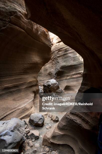 stockillustraties, clipart, cartoons en iconen met canyon, barranco de las vacas, gran canaria, canary islands, spain - vacas