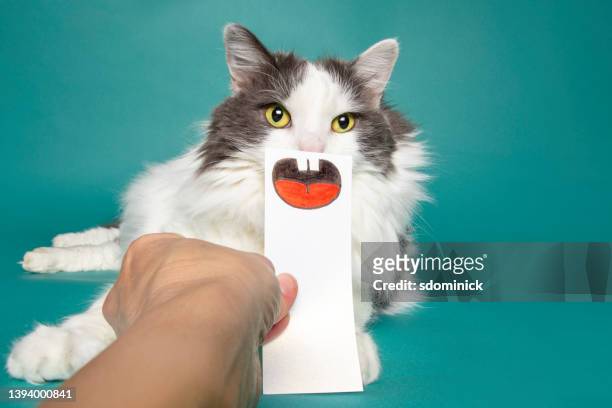 lustige katze mit falschem mund - animal behavior stock-fotos und bilder