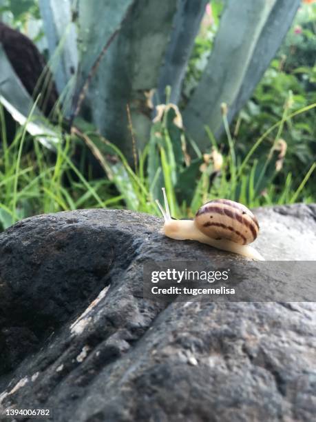 close up a snail on the rock at nature - snail vine stock pictures, royalty-free photos & images