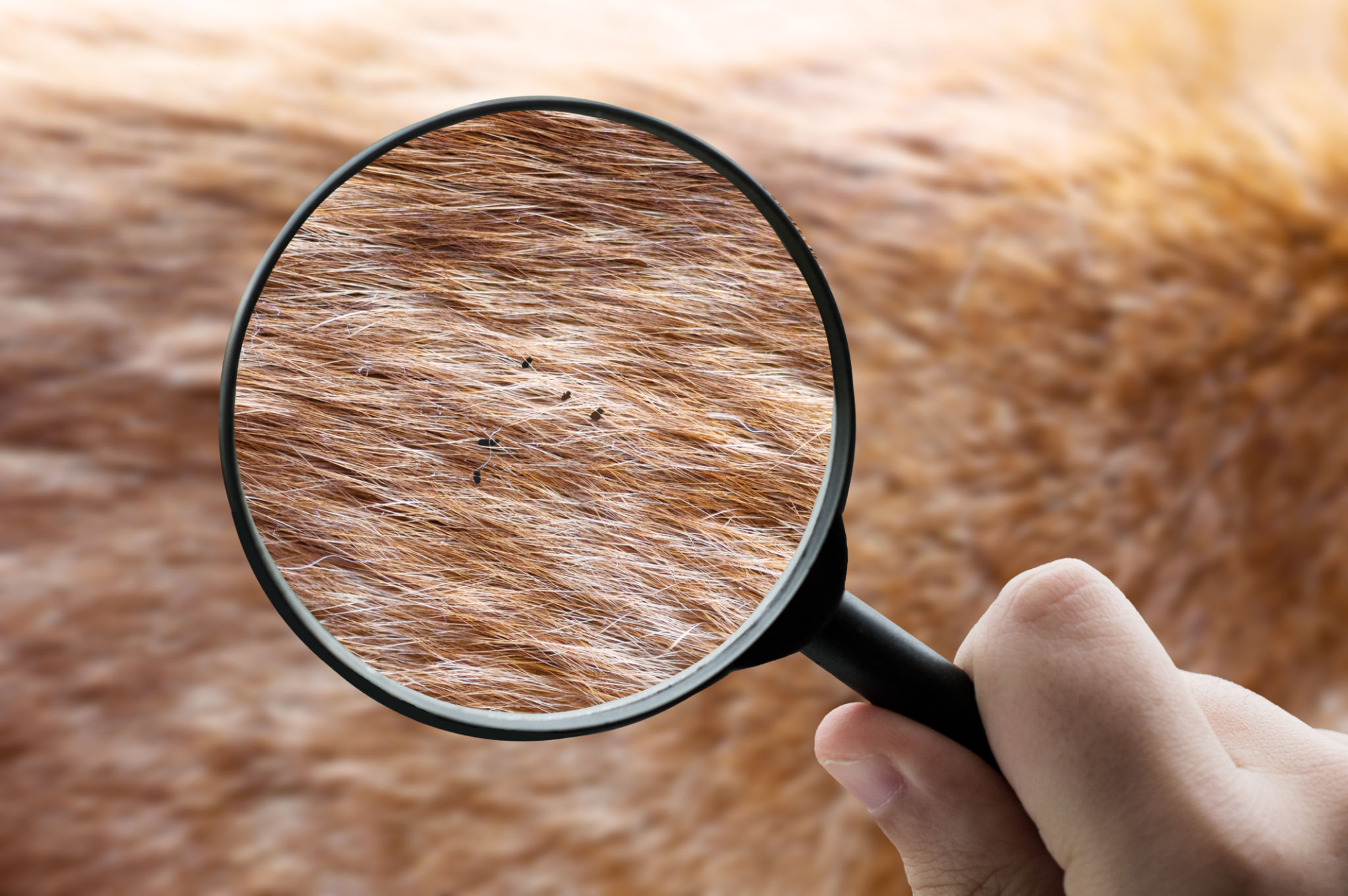 flea treatment dog