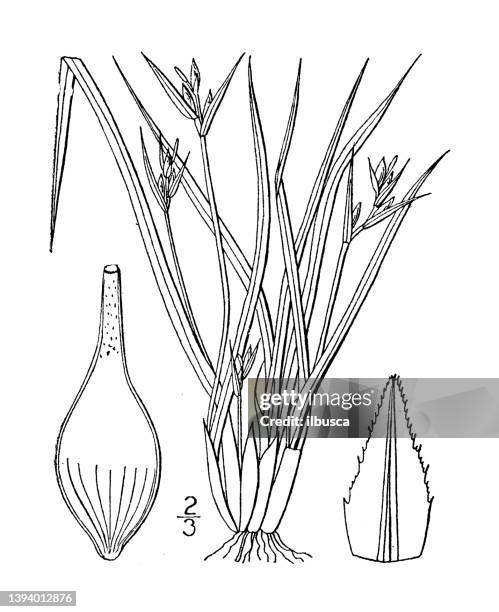 antique botany plant illustration: carex durifolia, back's sedge - carex grass stock illustrations