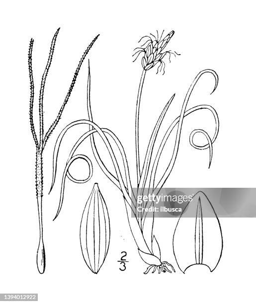 antique botany plant illustration: carex rupestris, rock sedge - carex grass stock illustrations