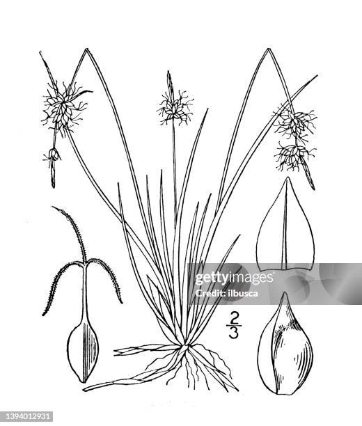 antique botany plant illustration: carex supina, weak arctic sedge - carex grass stock illustrations