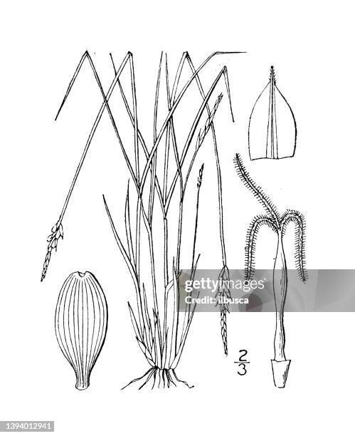 antique botany plant illustration: carex leptalea, bristle-stalked sedge - carex stock illustrations