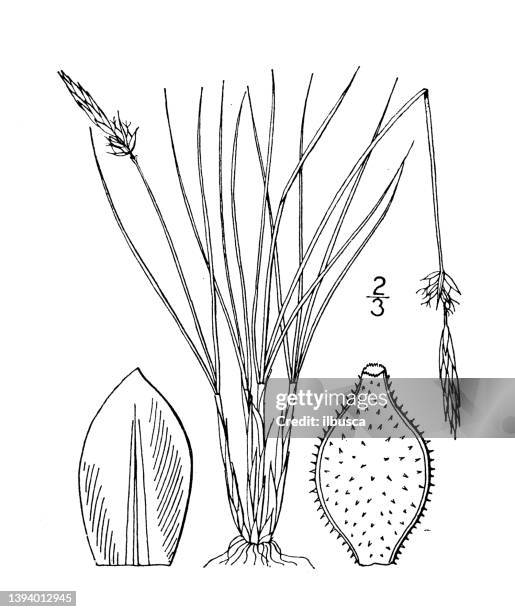 antique botany plant illustration: carex filifolia, thread leaved sedge - carex grass stock illustrations