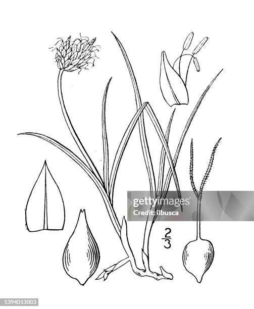 antique botany plant illustration: carex incurva, curved sedge - carex stock illustrations