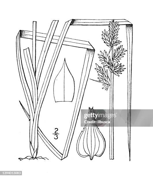 antique botany plant illustration: carex conjucta, soft fox sedge - carex stock illustrations