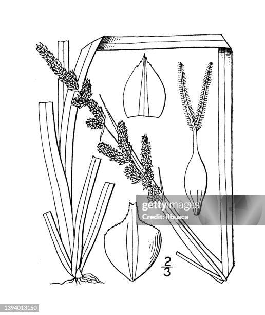 antique botany plant illustration: carex decomposita, large panicled sedge - carex stock illustrations