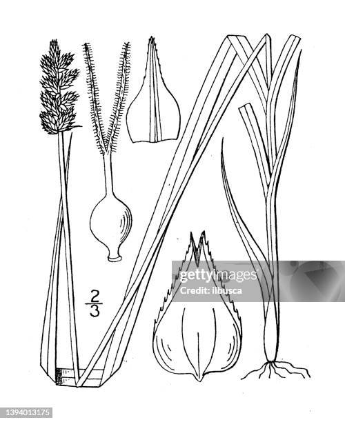 antique botany plant illustration: carex alopecoidea, foxtail sedge - carex grass stock illustrations