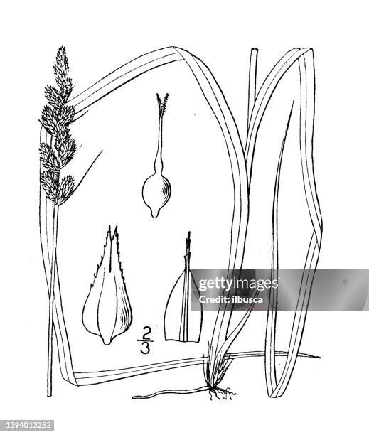 antique botany plant illustration: carex setacea, bristly spiked sedge - carex grass stock illustrations